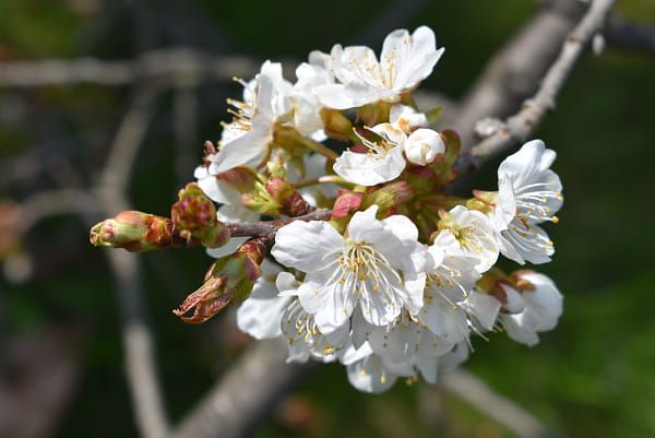 more white flowers