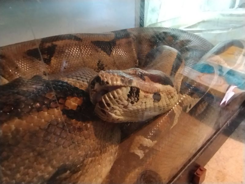 silly lookin big snake