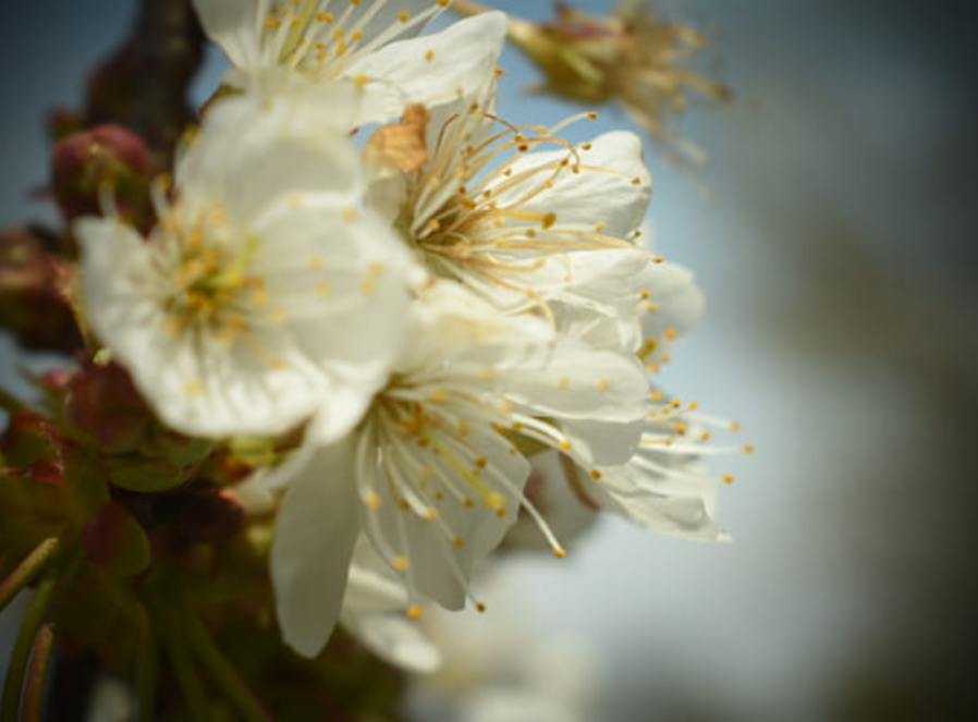 white flowers