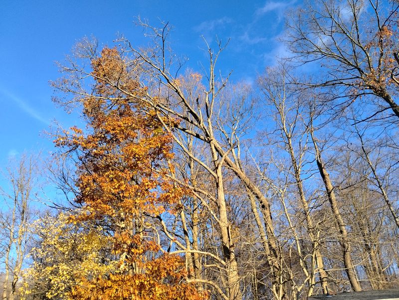 broken tree stuck in a tree