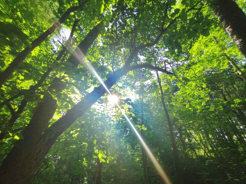 Sunlight breaking through leaves