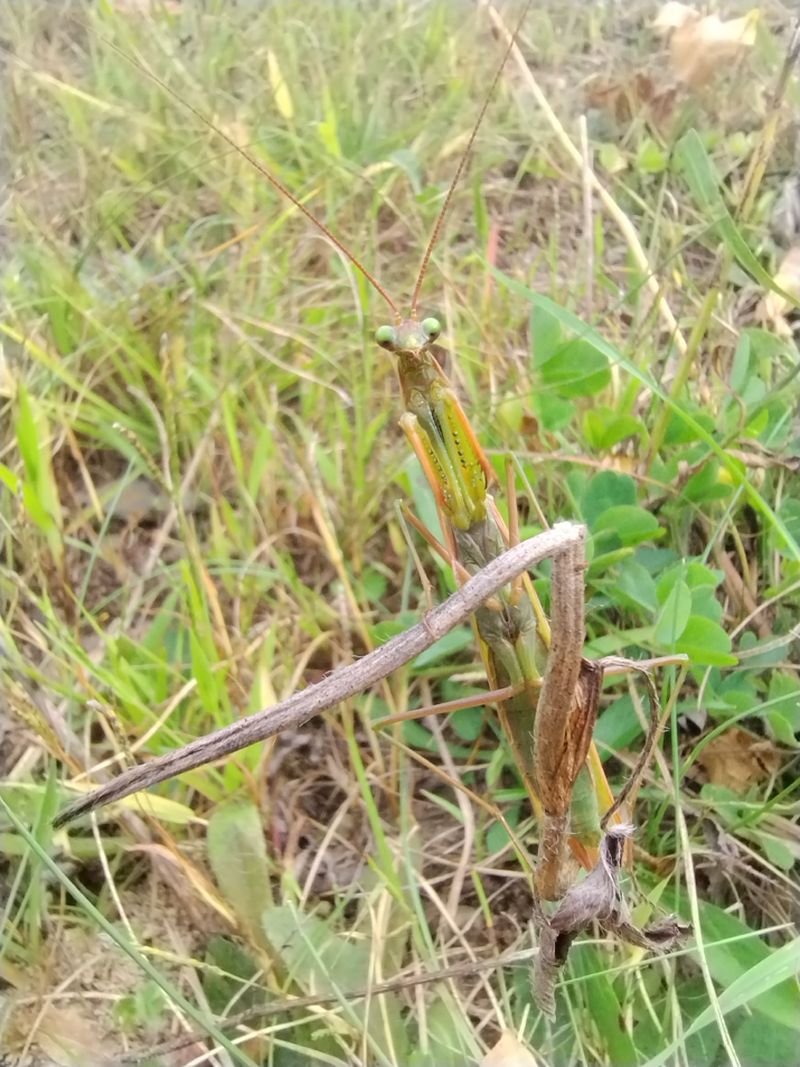 Grasshopper looking into camera