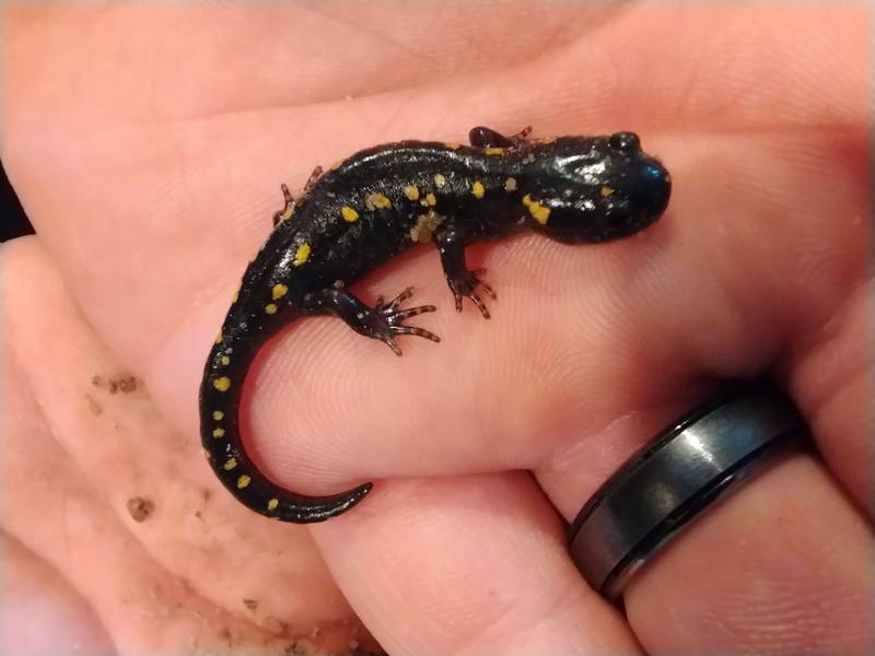 yellow spotted salamader in a hand