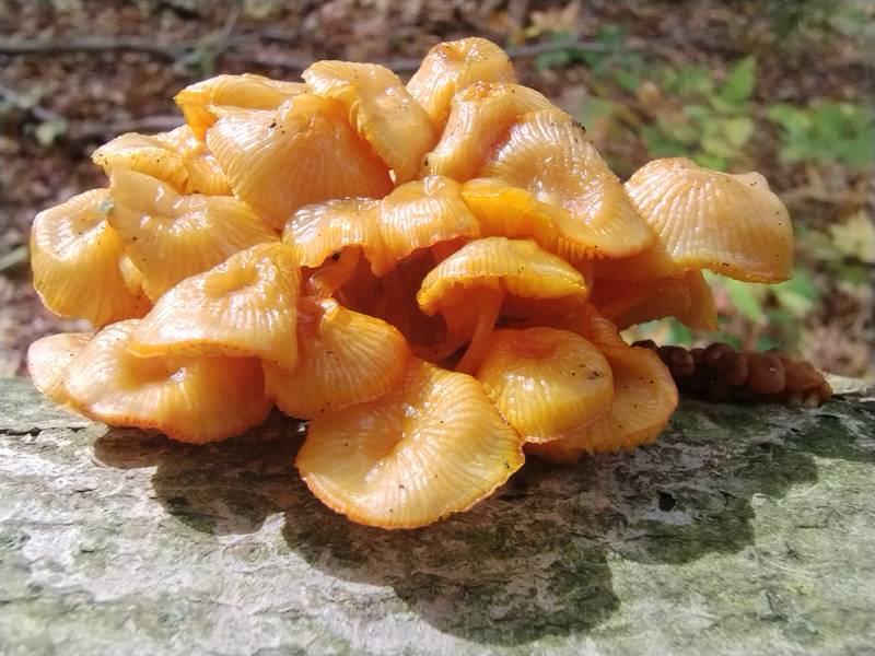 orange shrooms