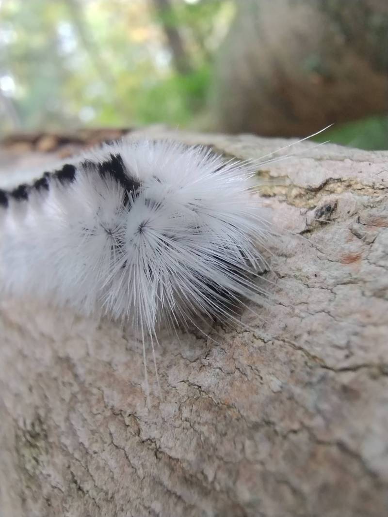 fluffy catterpiller