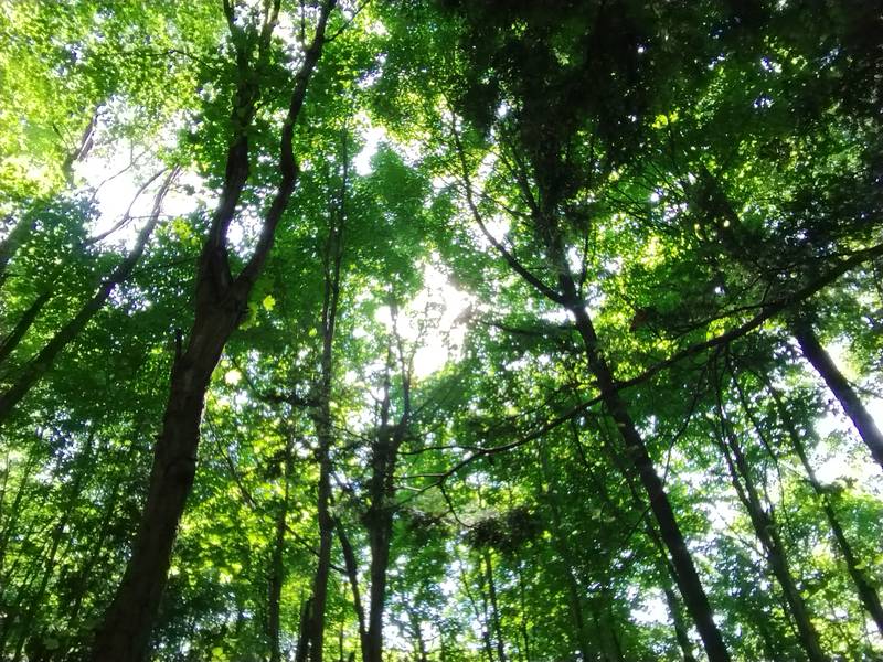 looking up at tree cover
