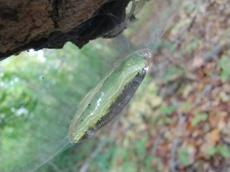 water stuck in a web