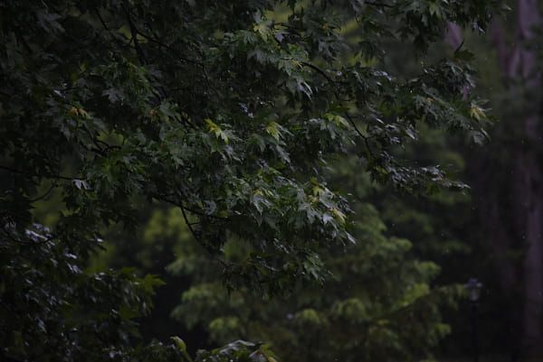 tree in the rain