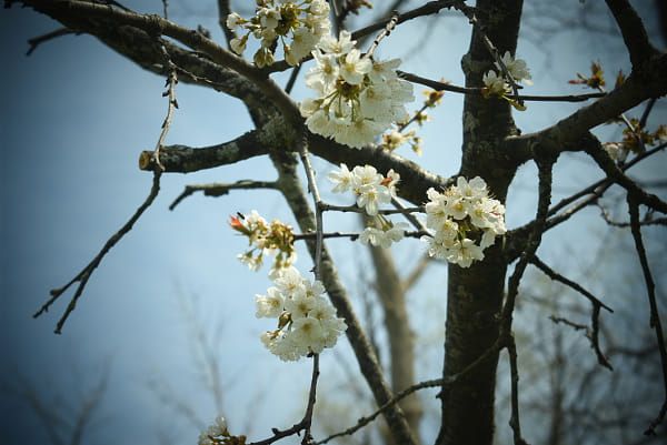 White flowers in a tree